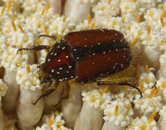 Trichostetha capensis