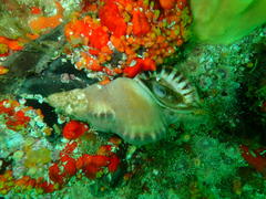 Tonnoidea