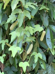 Aristolochia trilobata