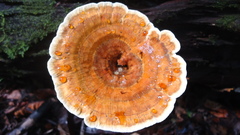 Stiptophyllum erubescens