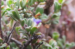 Polygala asbestina