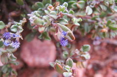 Polygala asbestina