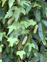 Aristolochia trilobata