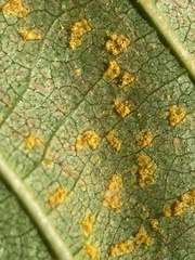 Melampsoridium hiratsukanum
