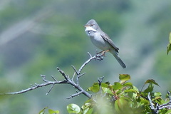 Curruca communis icterops