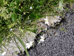 Ornithogalum umbellatum