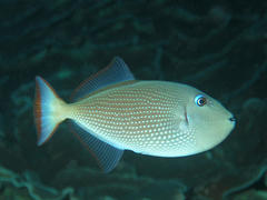 Xanthichthys auromarginatus