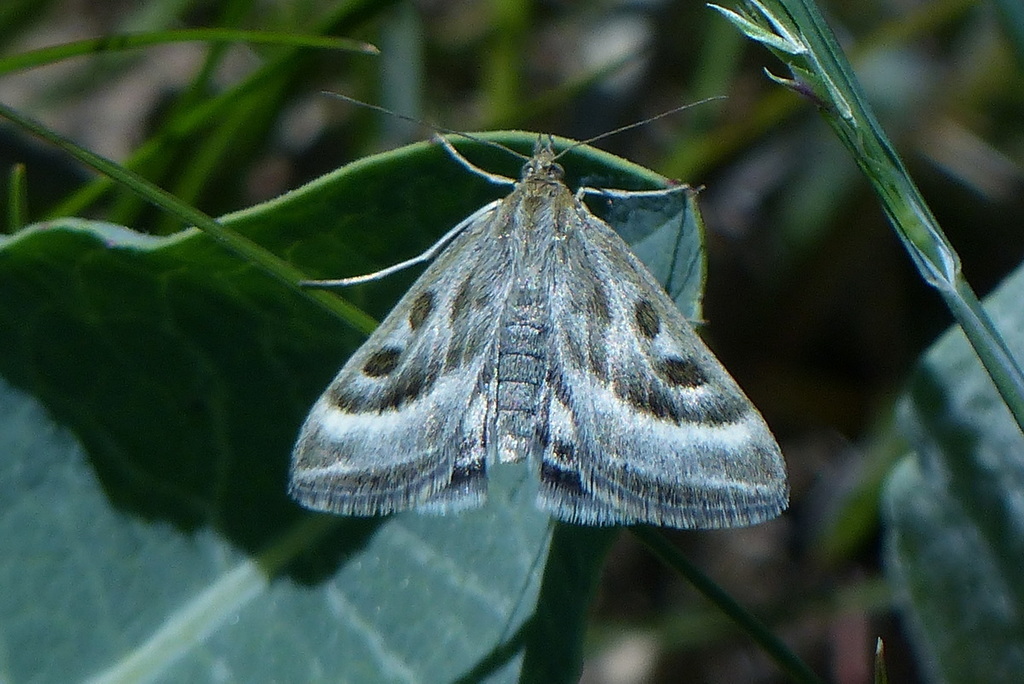 Loxostege mucosalis