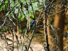 Thamnophilus amazonicus