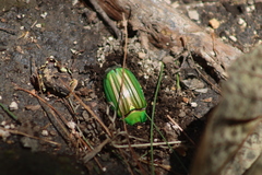 Chrysina