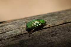 Chrysina