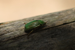 Chrysina