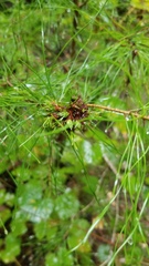 Trisetacus floridanus