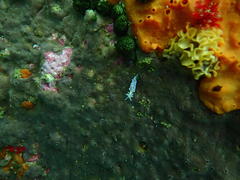 Phyllodesmium horridum