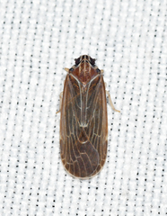 Synecdoche impunctata