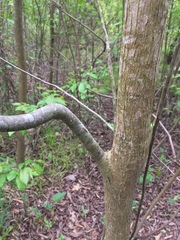 Carya myristiciformis