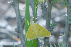 Mecyna marcidalis