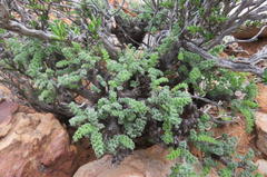 Pelargonium alternans