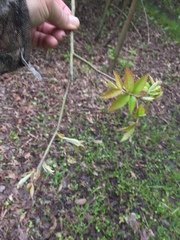 Carya myristiciformis