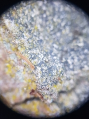 Lecanographa amylacea