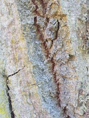 Lecanographa amylacea