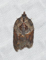 Acleris inana