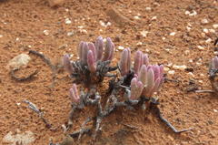 Cephalophyllum curtophyllum