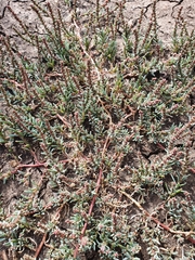 Suaeda corniculata