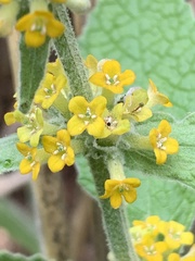 Buddleja stachyoides