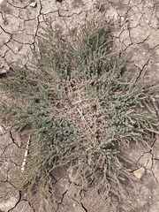 Suaeda corniculata
