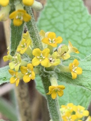 Buddleja stachyoides