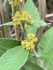 Buddleja stachyoides
