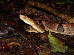 Bothrops oligobalius