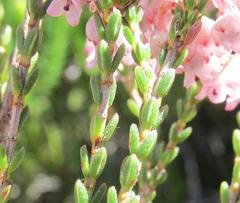 Erica brevifolia