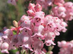 Erica brevifolia