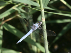 Orthetrum brunneum