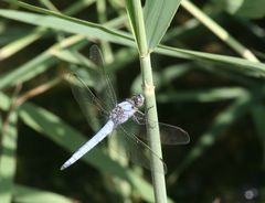 Orthetrum brunneum