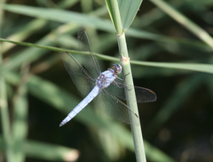 Orthetrum brunneum