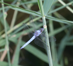 Orthetrum brunneum