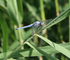Orthetrum brunneum