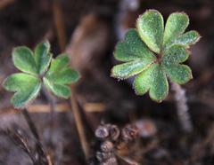Pelargonium ternifolium