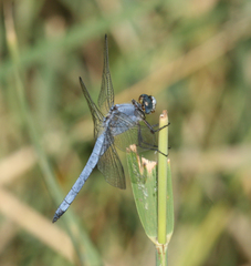 Orthetrum brunneum