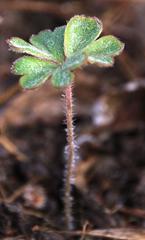 Pelargonium ternifolium