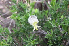 Wiborgia
