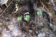 Pelargonium ternifolium