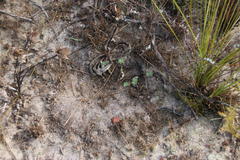 Pelargonium ternifolium