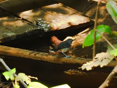 Hypocnemoides maculicauda