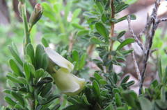 Wiborgia
