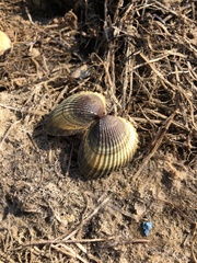 Acanthocardia tuberculata