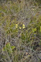 Odontites glutinosus